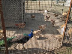 -前小桔亲子创意农场·草莓采摘·露营烧烤