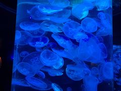 -南昌海洋公园