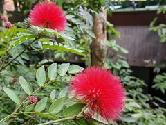 -野象谷景区