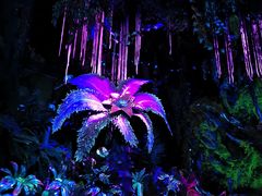 -奥兰多迪士尼动物王国乐园