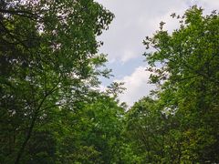 -桃花岭景区