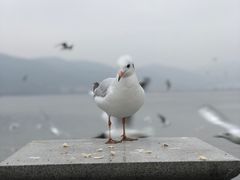 -海埂大坝