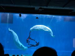 -芜湖新华联大白鲸海洋公园