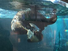 -西雅图水族馆