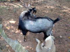 -广东茂名森林公园