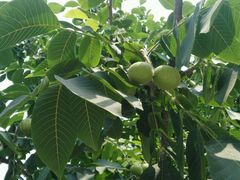 -意大利农场度假村