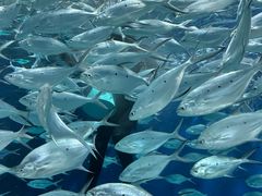 -上海海洋水族馆