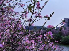 -广东花都湖国家湿地公园