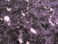 -莱阳濯村樱花园