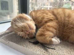 -萌兽医馆·犬猫专科·眼科中心·宠物医院(朝阳门分院)