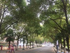 -武汉大学-樱园