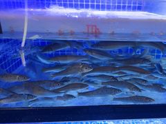 -千岛湖小鱼儿·淳安匠心农家菜