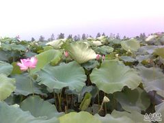 -建华生态湿地百荷园