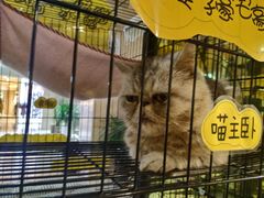 -蜜蜂家的红茶馆(华府店)