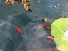 -卫鼎轩·家宴(水上公园店)