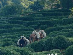 -十八棵（老龙井）御茶园(老龙井店)