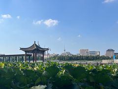 -莲花池公园