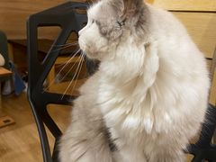 -滚猫咖啡·猫咖·猫友好撸猫(未来城店)