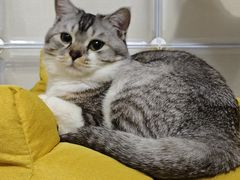 -瑞派·关忠动物医院·猫专科·犬专科(三环新城店)