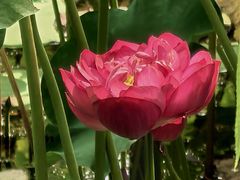 -莲花池公园