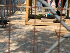 -长白岛森林公园