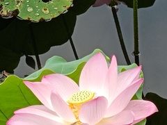 -荔湾湖公园