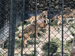 -大连森林动物园