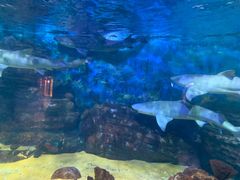 -烟台海昌鲸鲨海洋公园