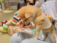 -逗柴咖啡屋·狗咖猫咖宠物桌游
