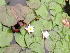 -西湖游船