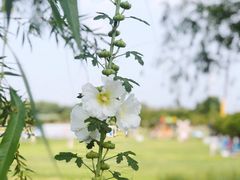 -武汉紫薇都市田园