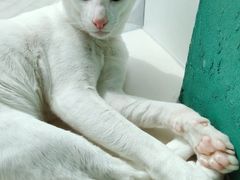 -飞行喵MR PILOT|猫舍·猫咖(静安大融城店)