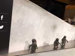 -企鹅岛