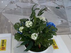 -LELECHA乐乐茶(新街口大洋店)