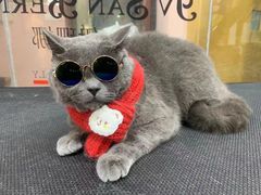 -车接车送·寄养洗护·德文猫舍(大宁店)