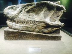 -自贡恐龙博物馆