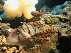 -鹿儿岛水族馆