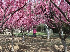 -永定河休闲森林公园