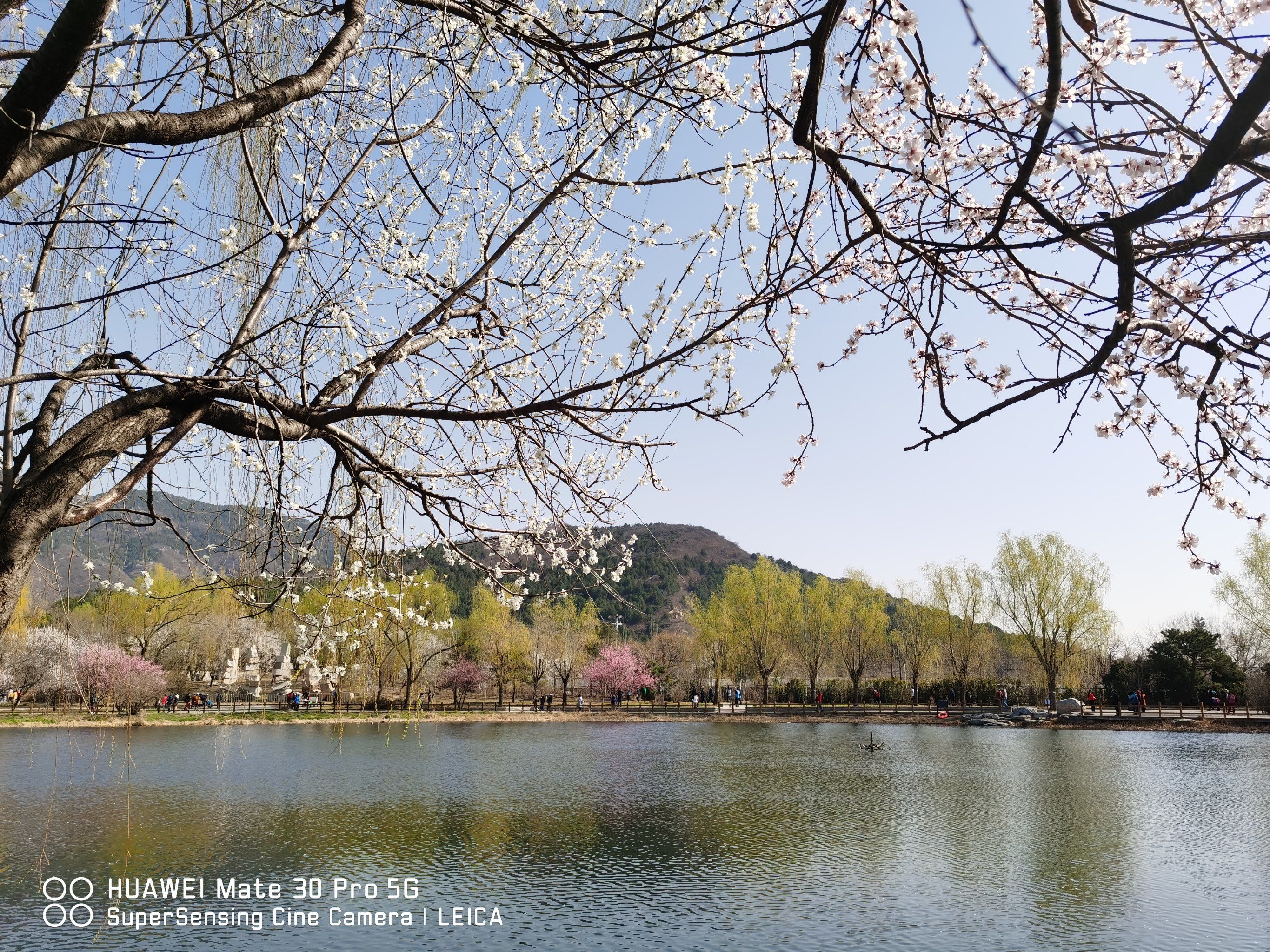 昨天上午拍北京植物园的梅花.