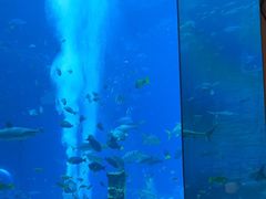 -亚特兰蒂斯•OSSIANO奥西亚诺海底餐厅
