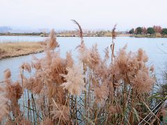 -三垟湿地