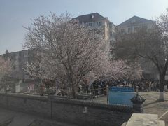 -桃花堤公园