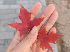 -白水寺森林公园