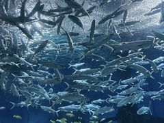 -海合安武汉极地海洋公园