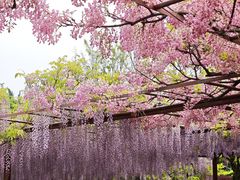 -嘉定紫藤园