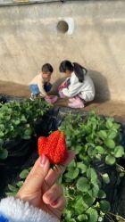 -蓝呗呗蓝莓草莓采摘园(通州区马驹桥店)