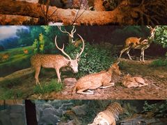 -武汉园博园(武汉自然博物馆)