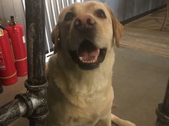 -百好乐宠物友好餐厅(朝外大街店)