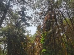 -铁山坪森林公园