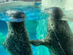 -秦皇岛乐岛海洋王国